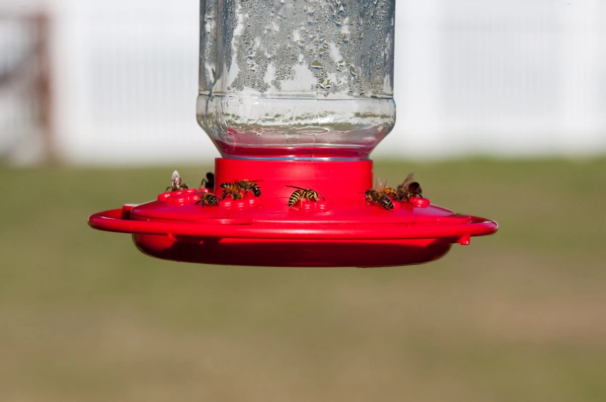 Wasps eating from a hummingbird feeder. 