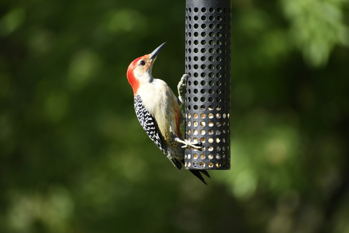 Red-bellied woodpecker at a bird feeder. 