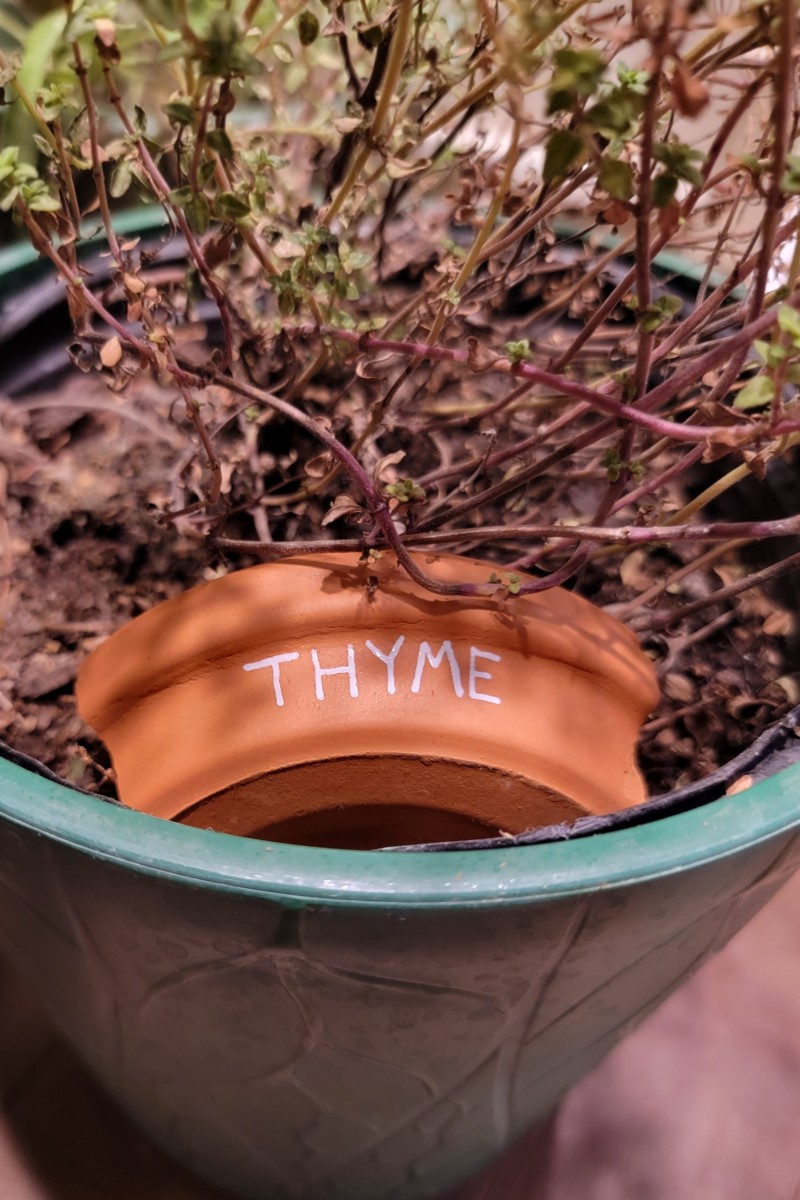 Pot of thyme with a terracotta shard plant label with "thyme" written in white