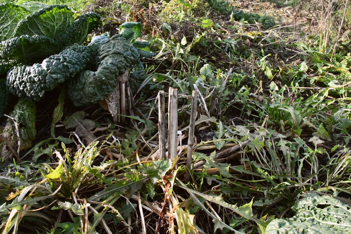 Dried stalks of broom sorghum growing from the ground
