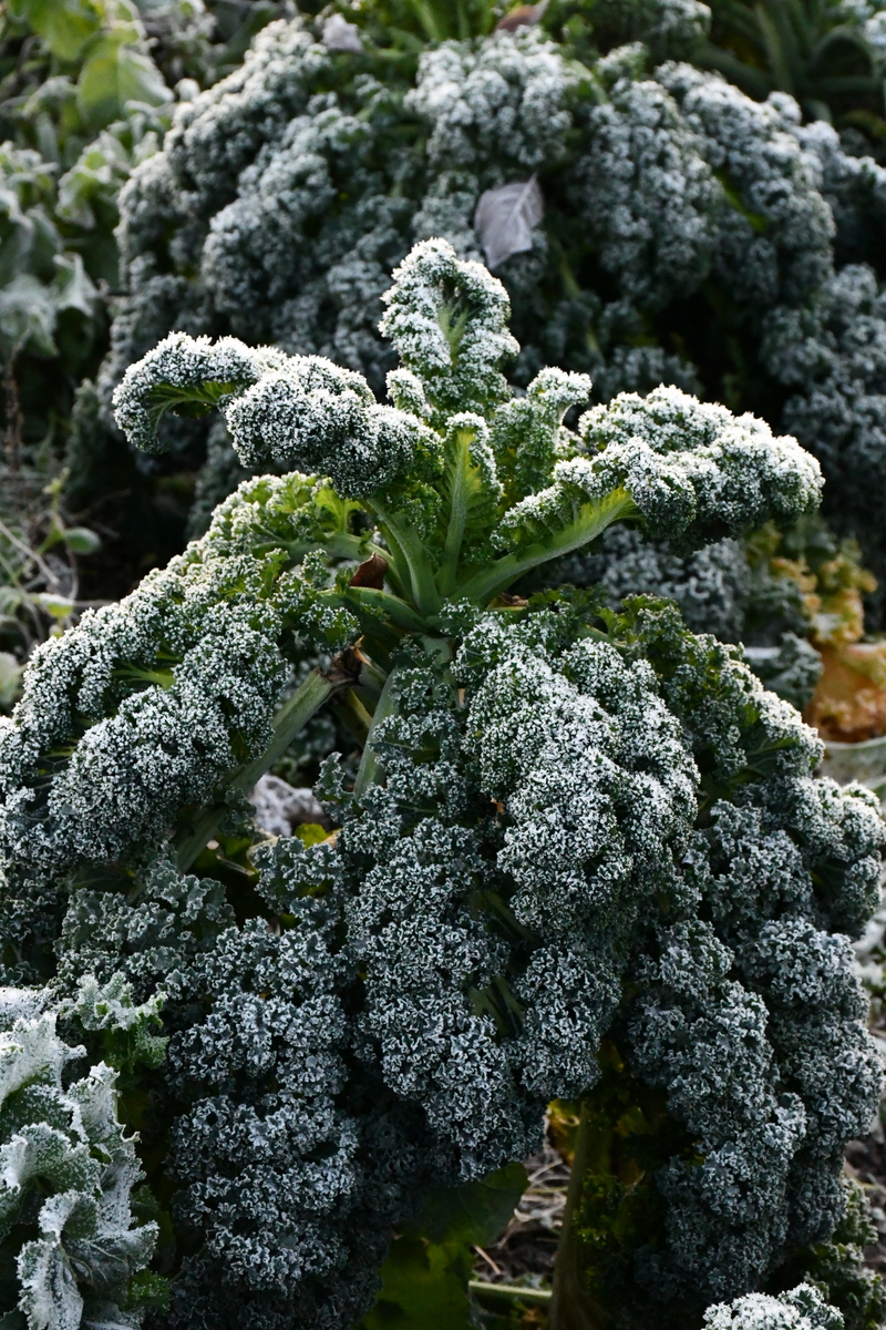 Kale covered in white frost