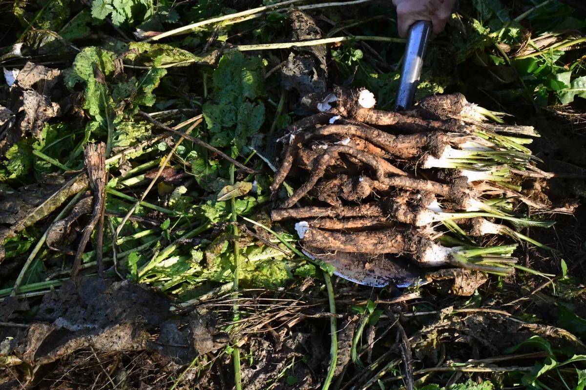 A shovelful of horseradish roots dug from the ground
