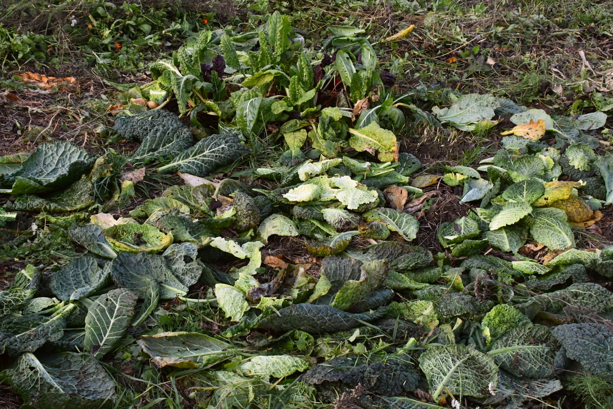 Using outer cabbage leaves as mulch