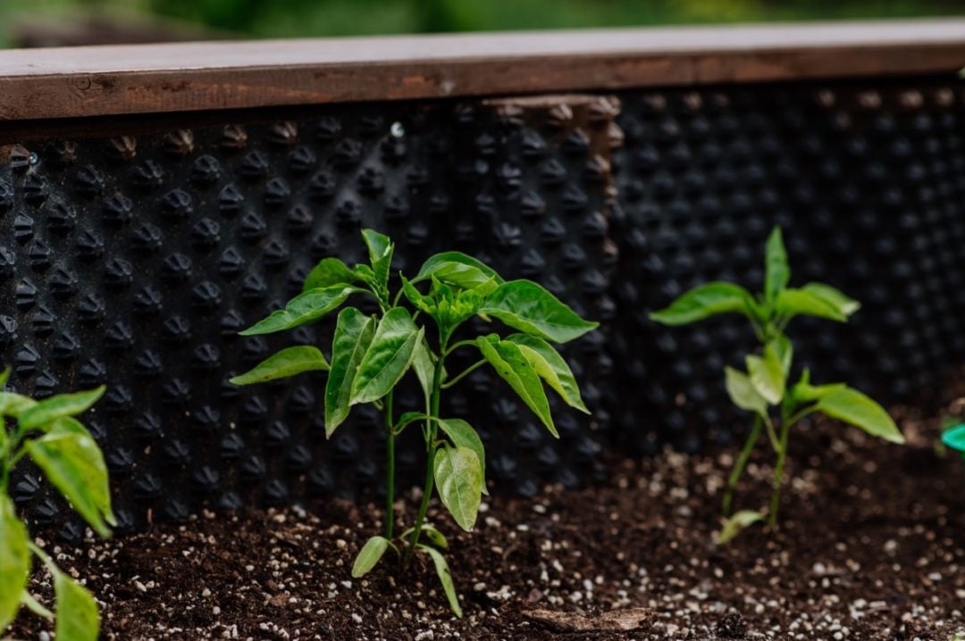 7 Ways to Rejuvenate & Replenish Raised Beds