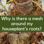 Root mesh net houseplants