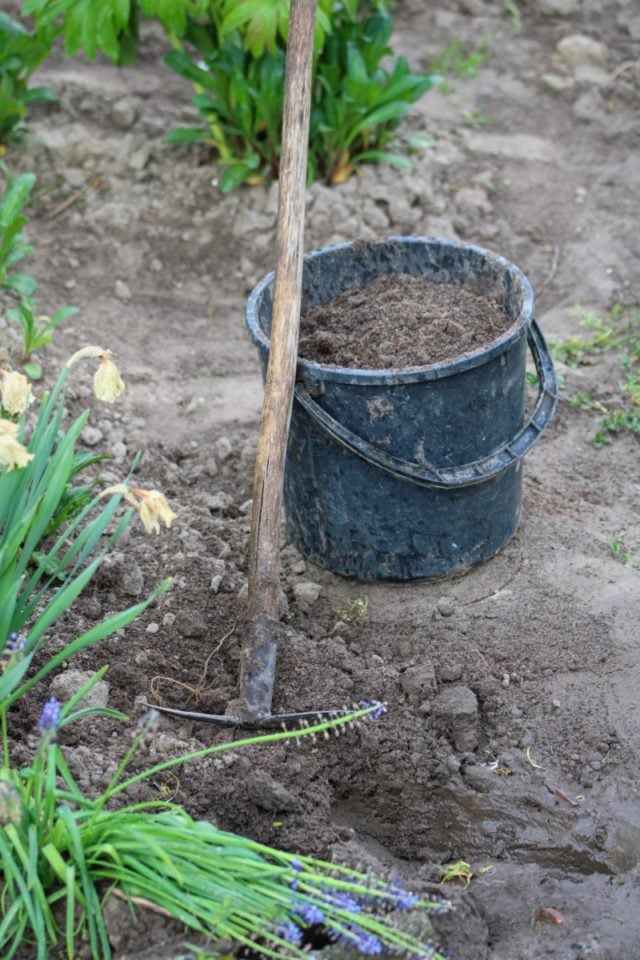 7 Ways to Rejuvenate & Replenish Raised Beds