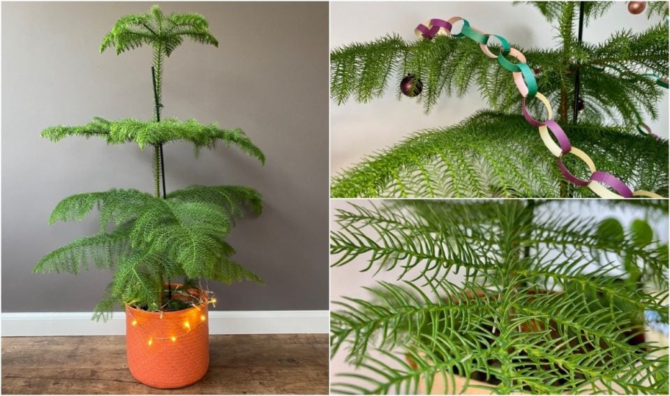 How To Care For Norfolk Island Pine The Perfect Christmas Tree