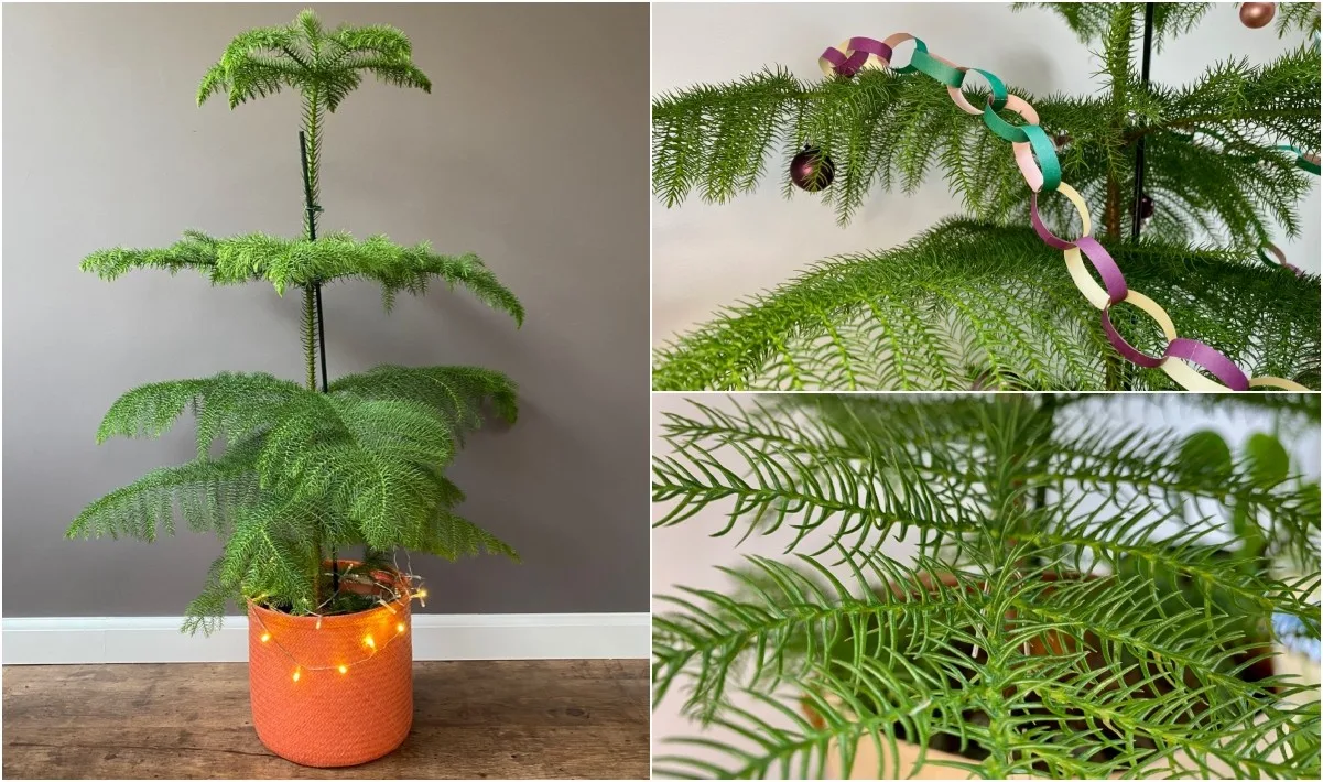 Image of Norfolk Island pine and Christmas cactus plants