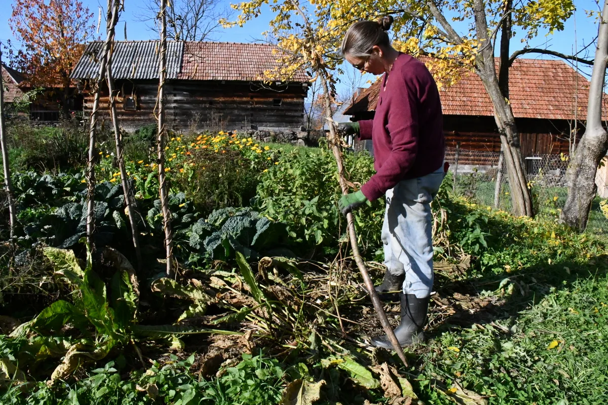A woman removing a long branch used in the garden as vertical support for tomatoes.