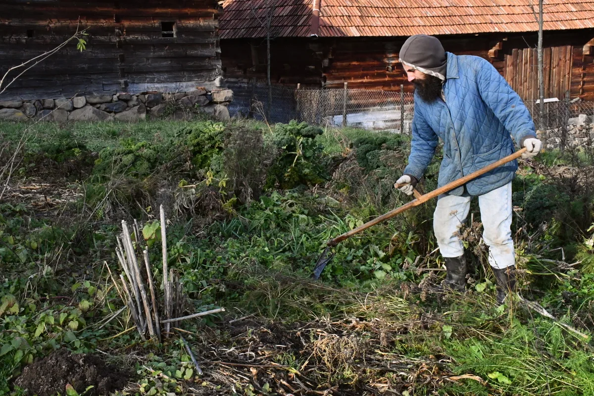 A man using a scythe to cut down stalks of remaining plants in the garden