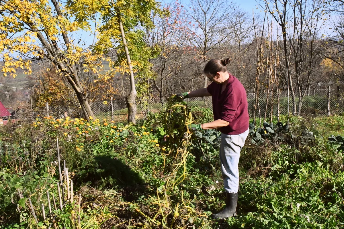 A woman in the garden pulling up long squash vines out of the ground.