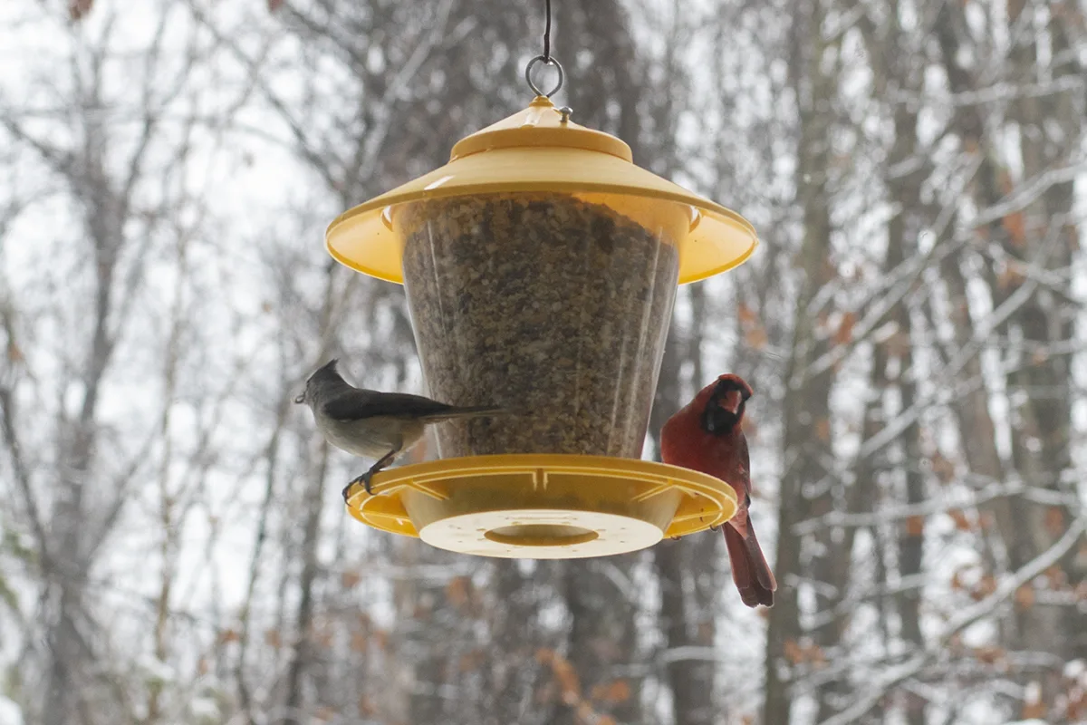 Bird feeder with a northern cardinal and a tufted titmouse eating from it. 