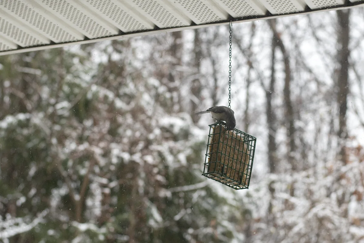 Tufted titmouse eating from a suet feeder. 