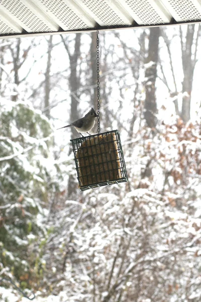 A tufted titmouse sitting on top of a suet feeder containing a homemade suet cake.