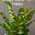 Crispy wave fern care