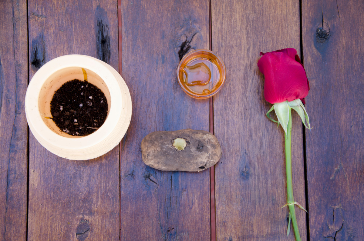 A pot, a potato with a hole in it, a jar of honey and a long stem rose.