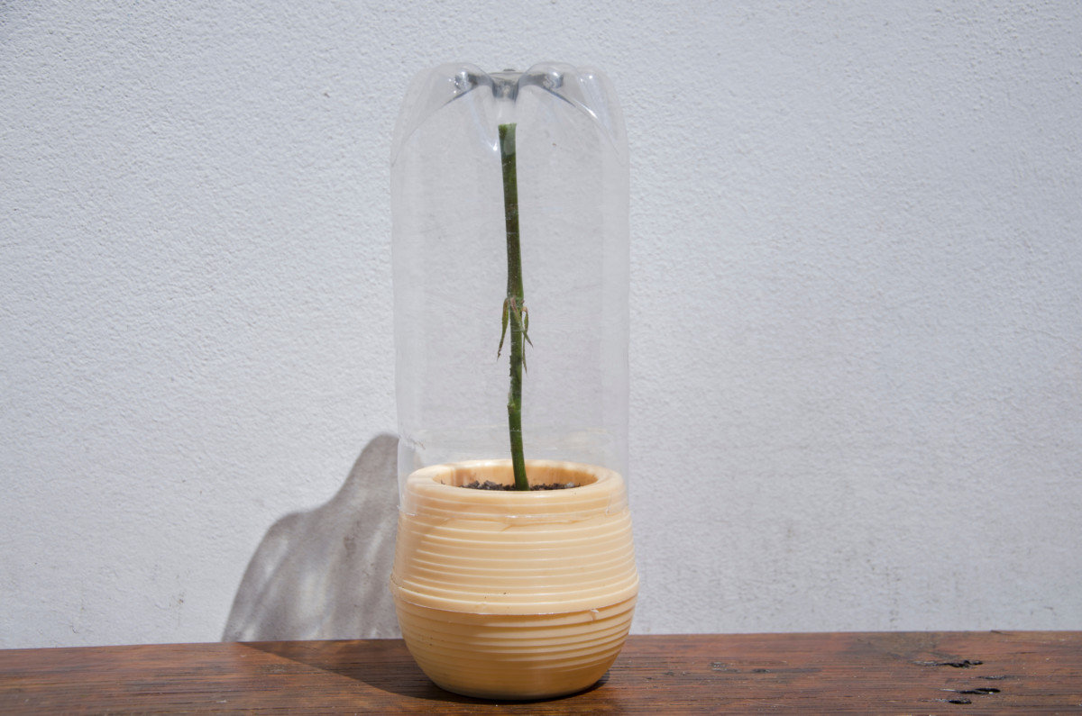 Rose stem in a pot with a soda bottle cut in half and put over the pot.