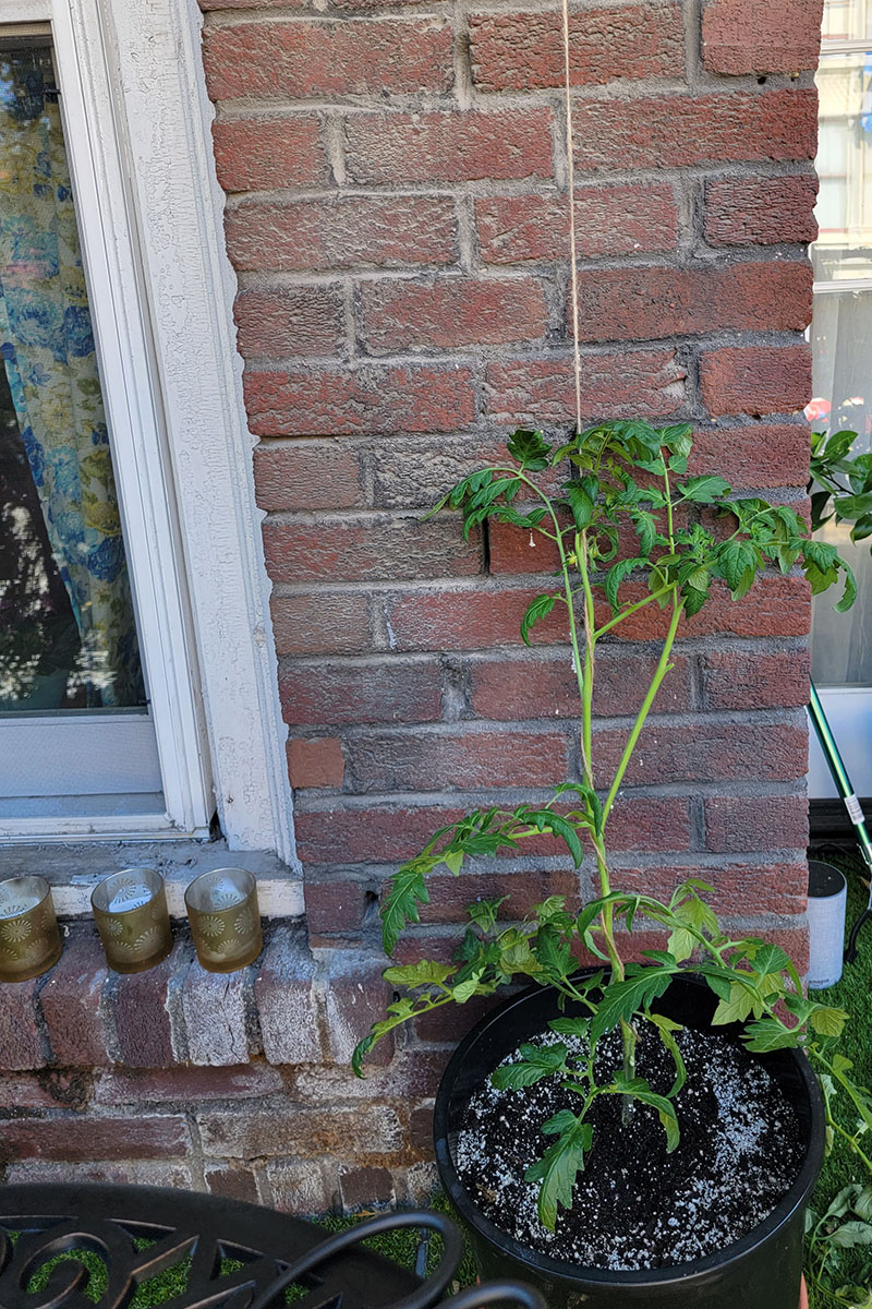 Espalier tomato starting to climb up a length of twine.
