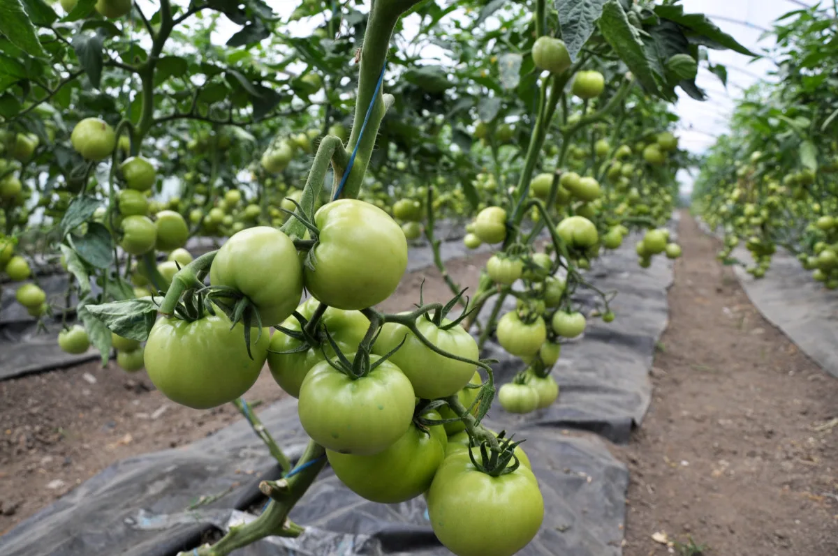 View of a commercial greenhouse with row after row of espaliered tomatoes.