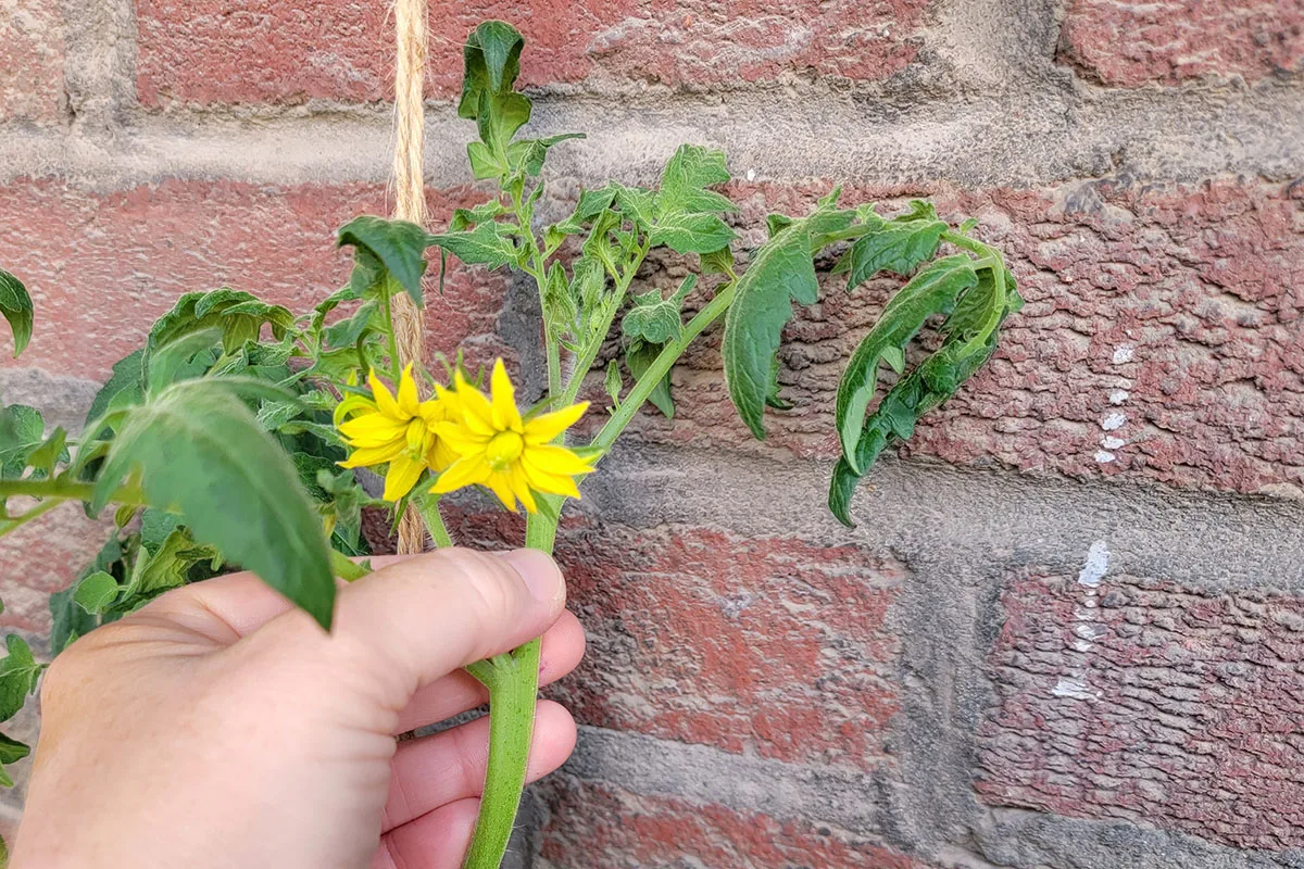 Author's hand holding a tomato stem with two blossoms on it.