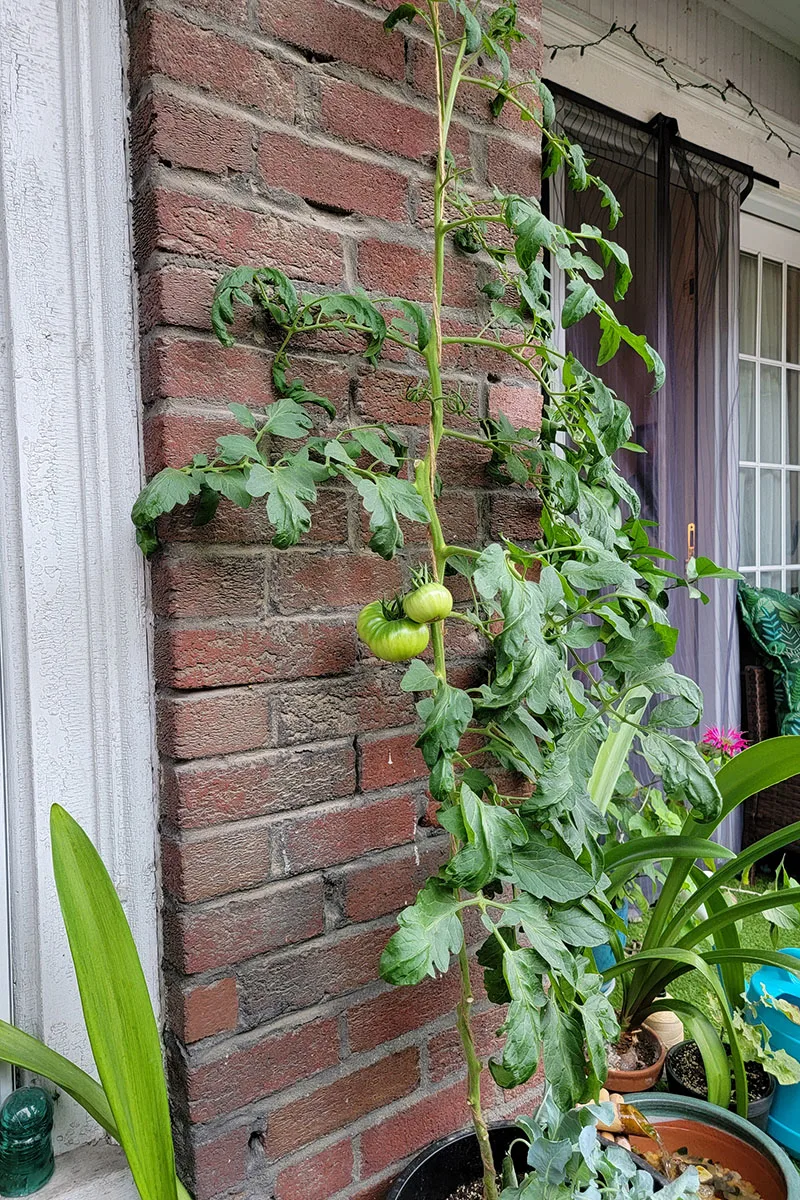 Espalier tomato growing up a length of twine. 