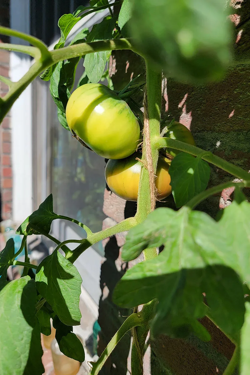 Several green tomatoes in the sunshine on the vine.