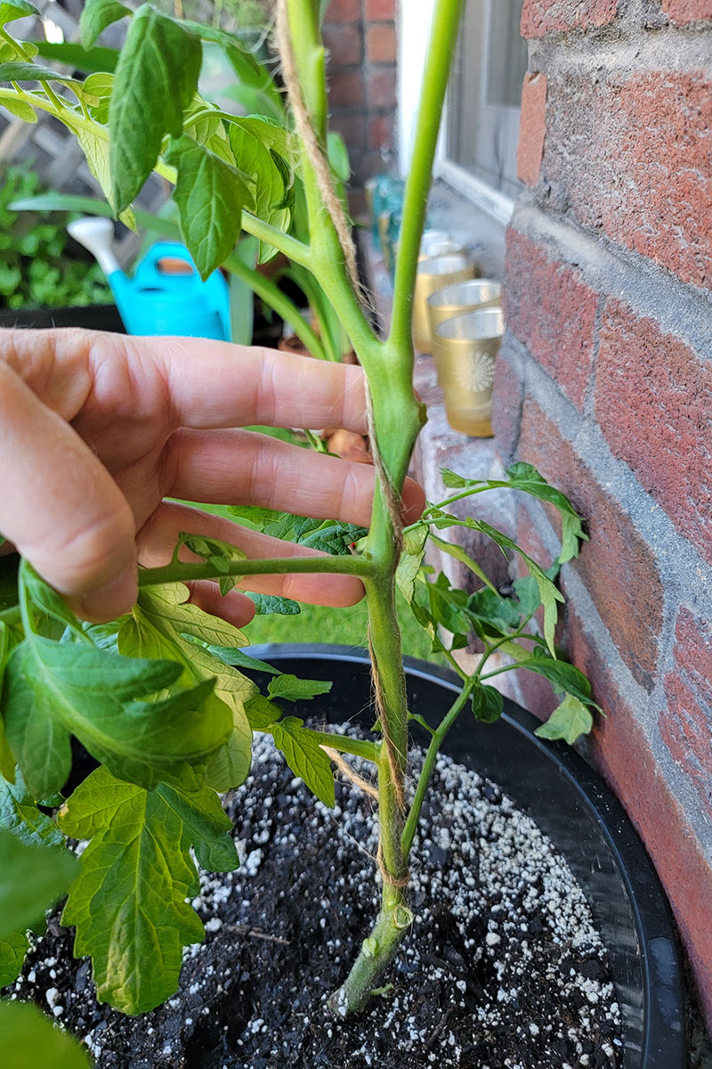 Author's hand supporting the tomato vine wrapped around twine.