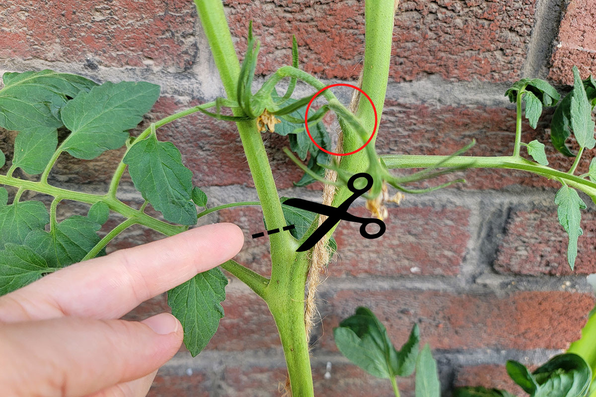Photo with graphics, a hand pointing to a tomato stem with a scissors graphic showing where to cut.