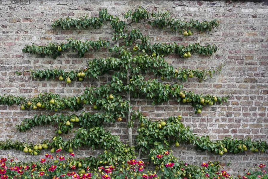 Espaliered pear tree covered in fruit growing against a brick wall. 