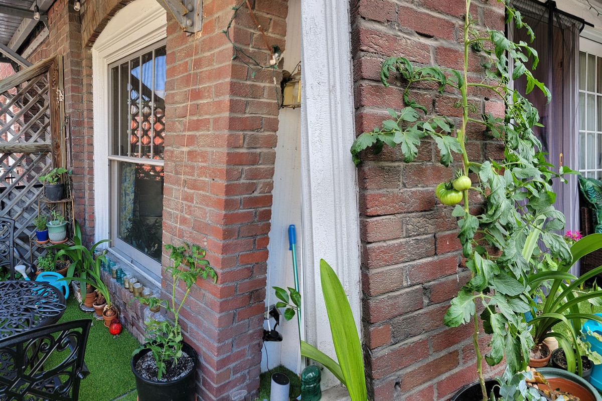 Side by side images of an espalier tomato at the beginning of the growing season and again at the end.