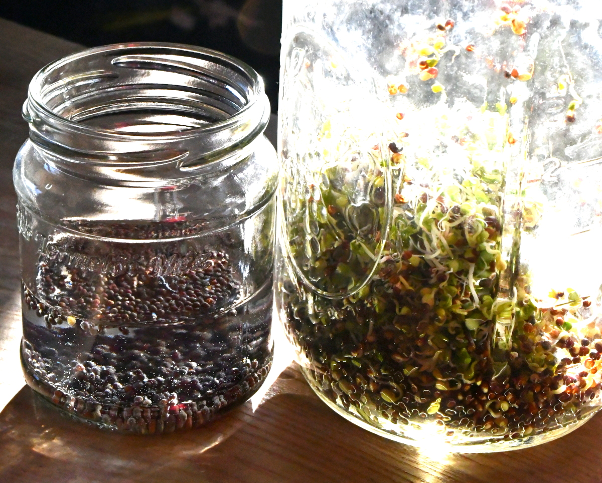 Glass jars with seeds soaking in water in them. Backlit by sun. 