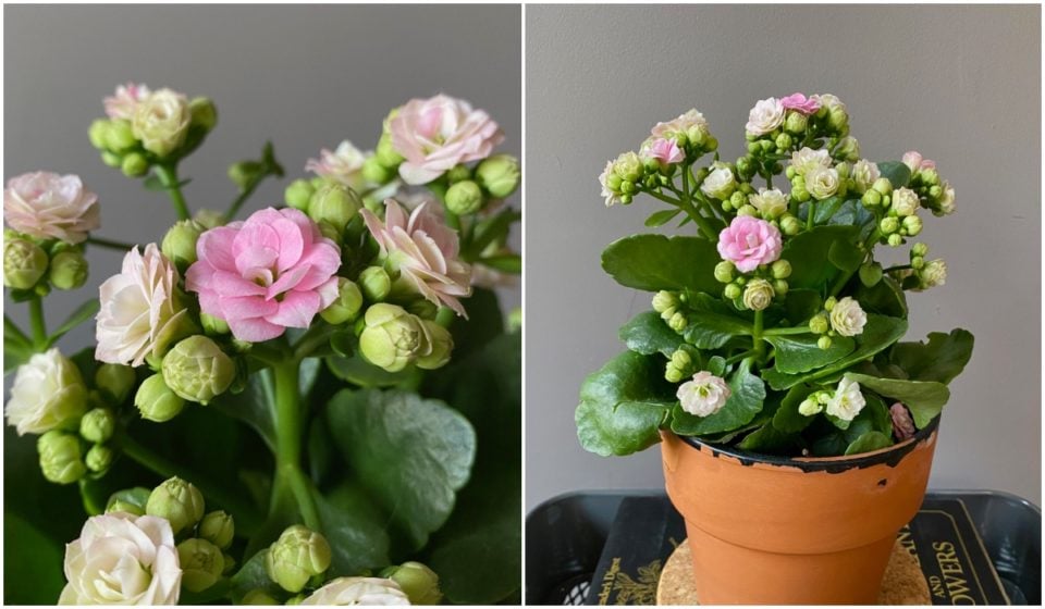 How to Care for Kalanchoe and Get It to Rebloom Every Year