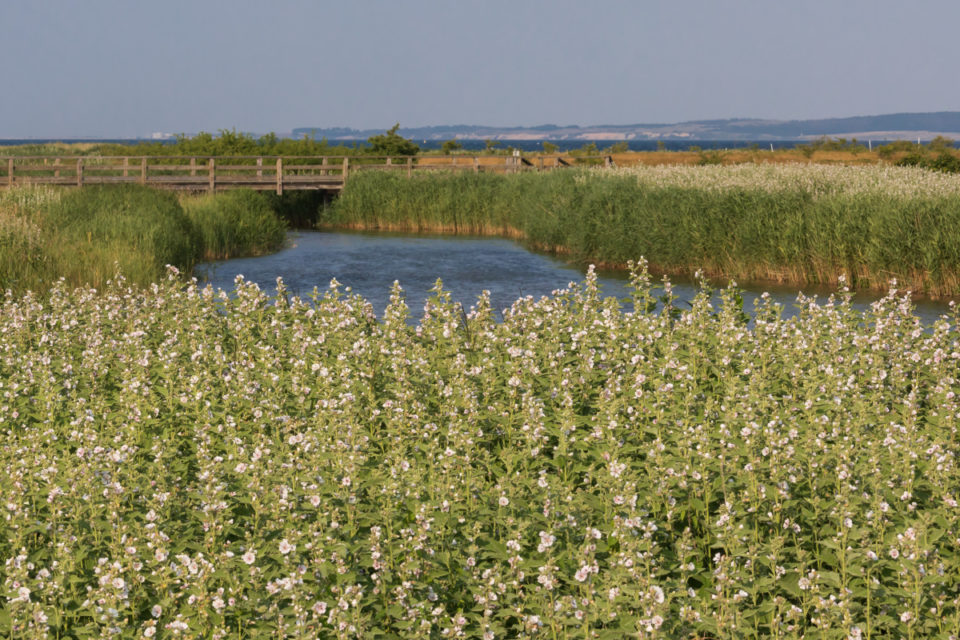 6 Reasons to Grow Marshmallow In Your Yard