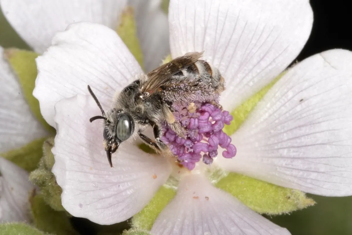 Close up of a tiny native bee pollinating a marshmallow flower.