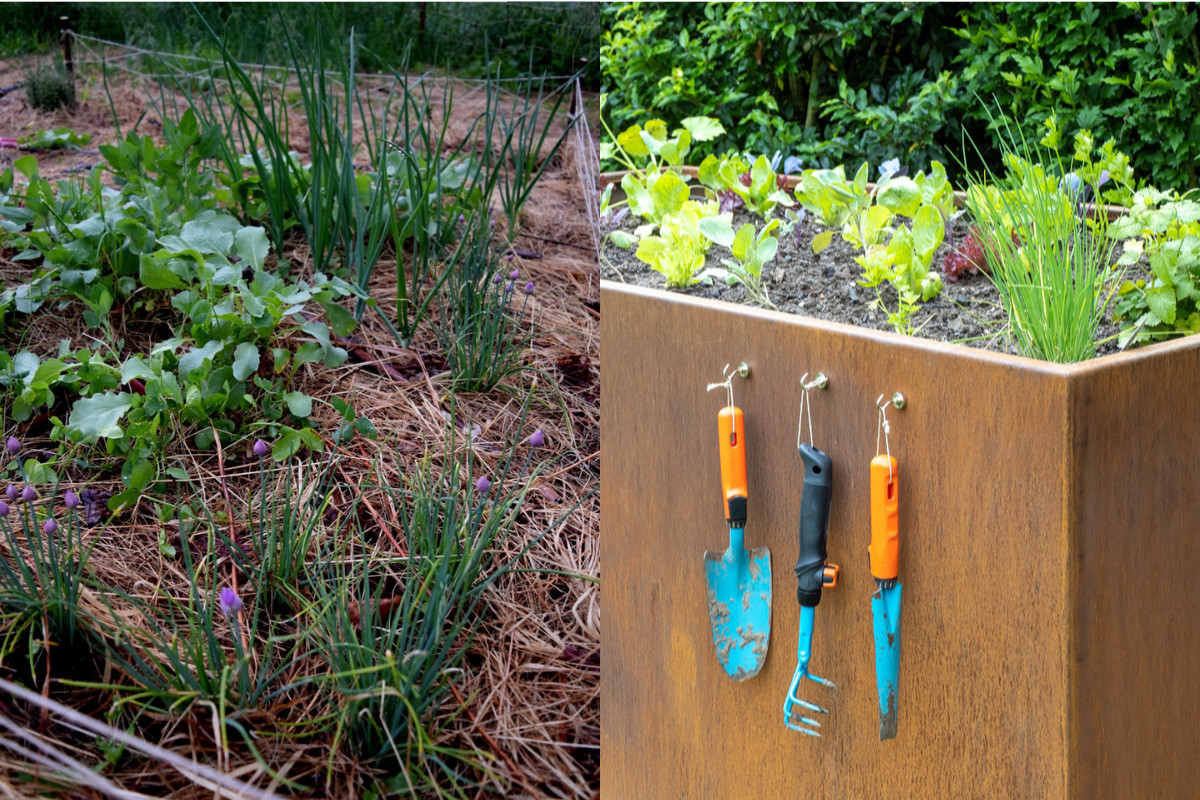 A photo of a no-dig garden and a raised bed garden side by side. 