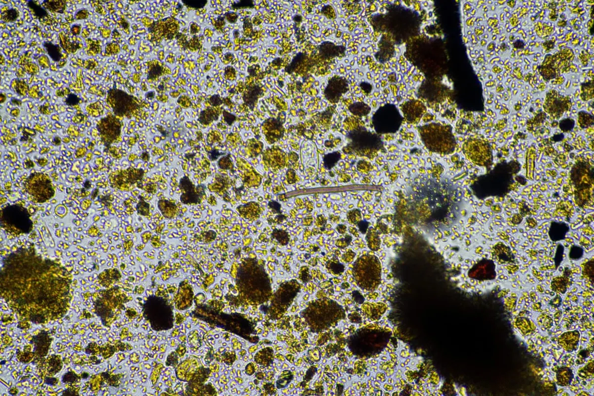 Soil sample under microscope.