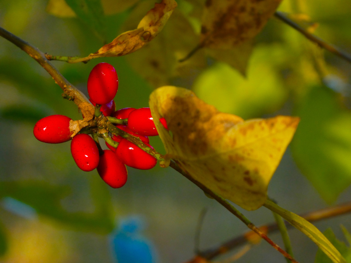 Spicebush berries growing on a branch