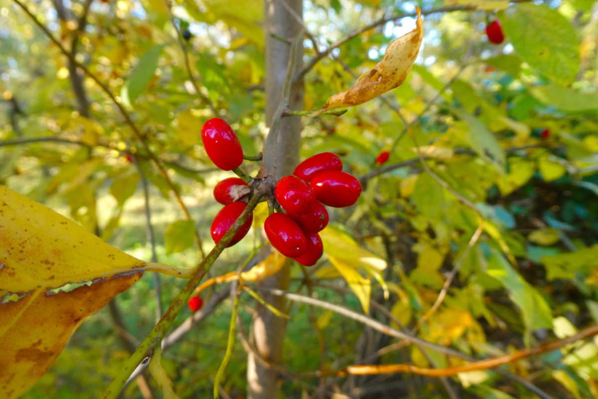 Close up of spice bush berries. 