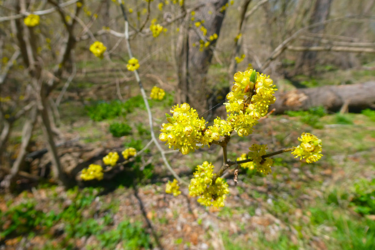 Early spring spicebush flowers.
