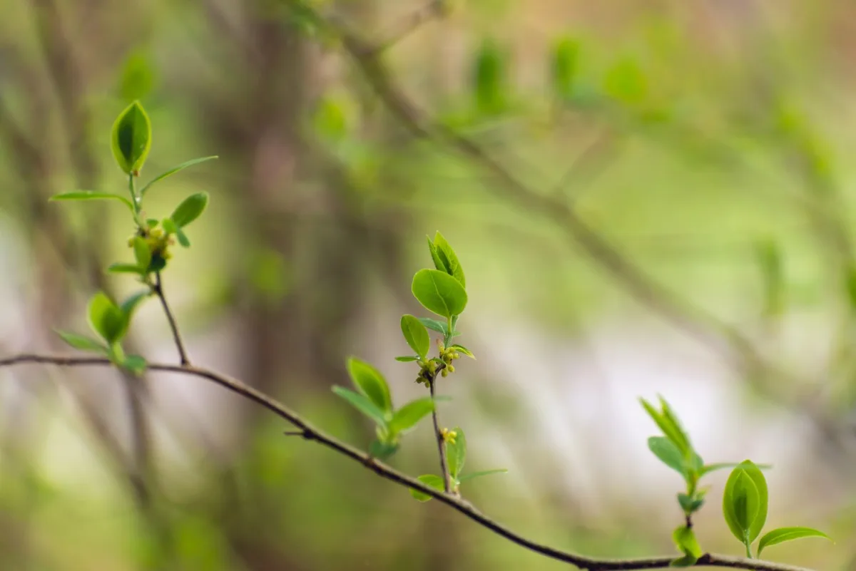 Tender spicebush leaves in the spring.