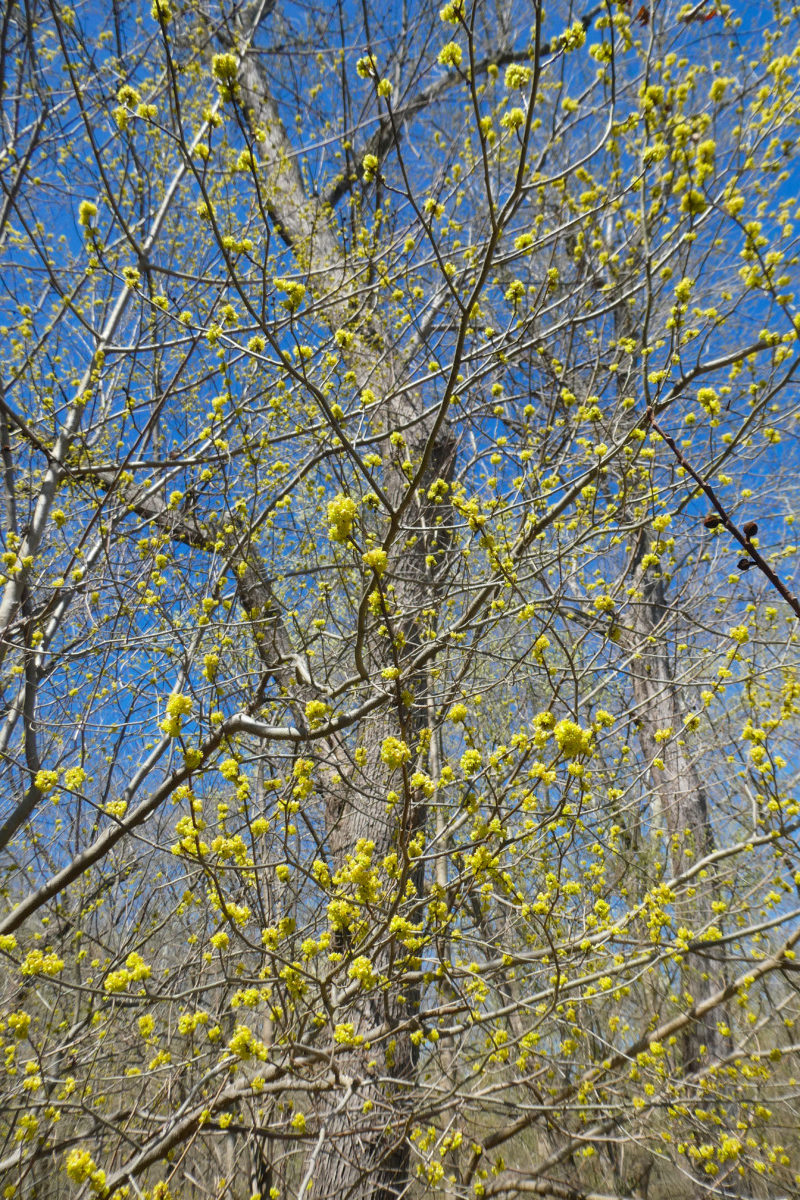 Spicebush in the spring just before leaves bud out.