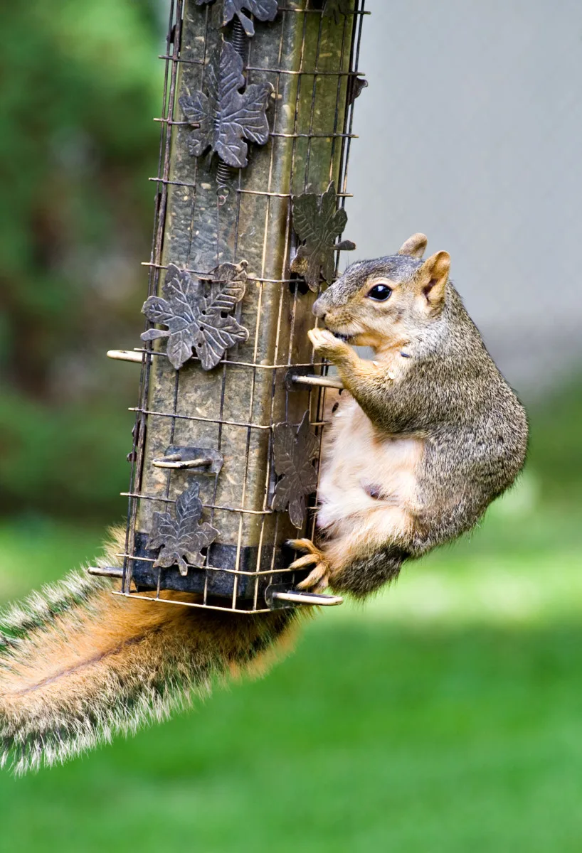 Squirrel hanging from a squirrel-resistant bird feeder.