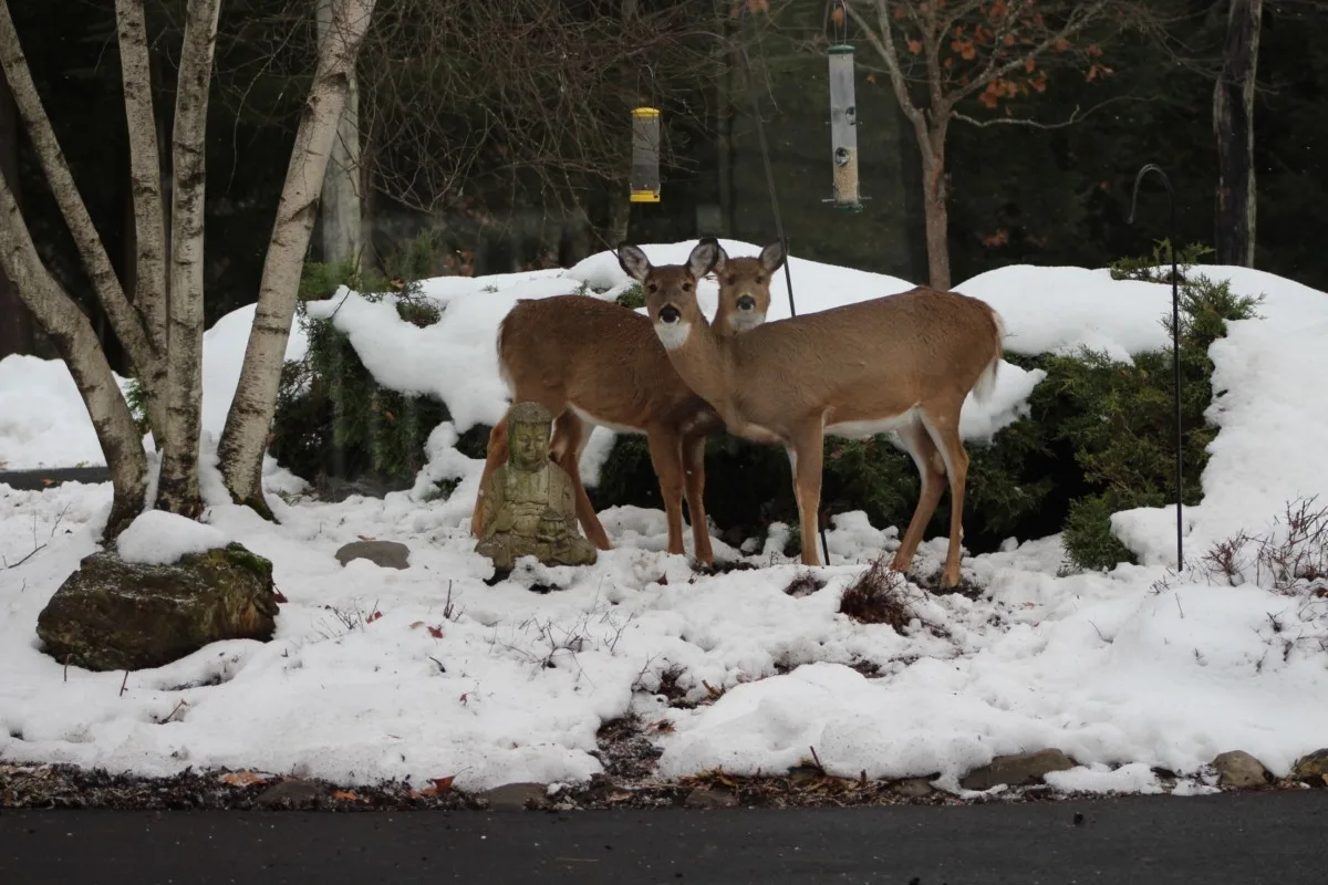 Two deer grazing beneath bird feeders.