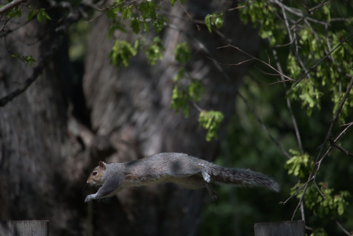 Eastern gray squirrel midjump.
