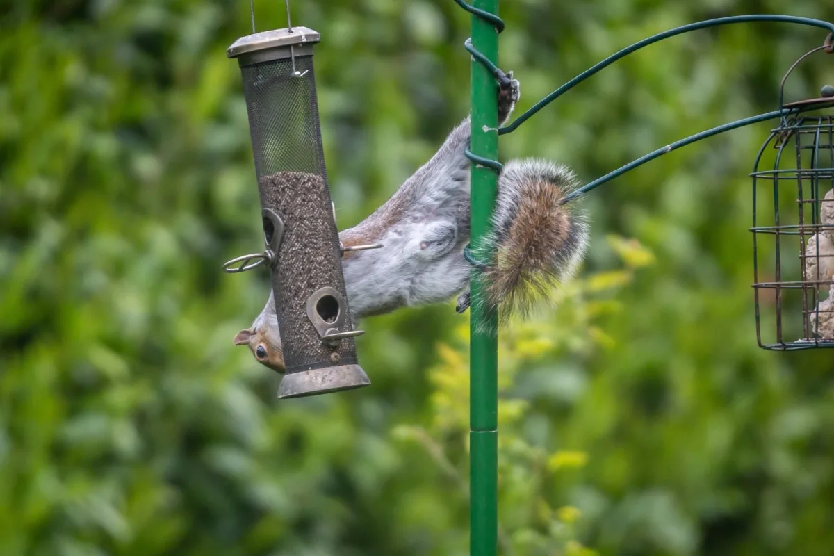Squirrel hanging onto pole with his back feet and raiding a bird feeder.
