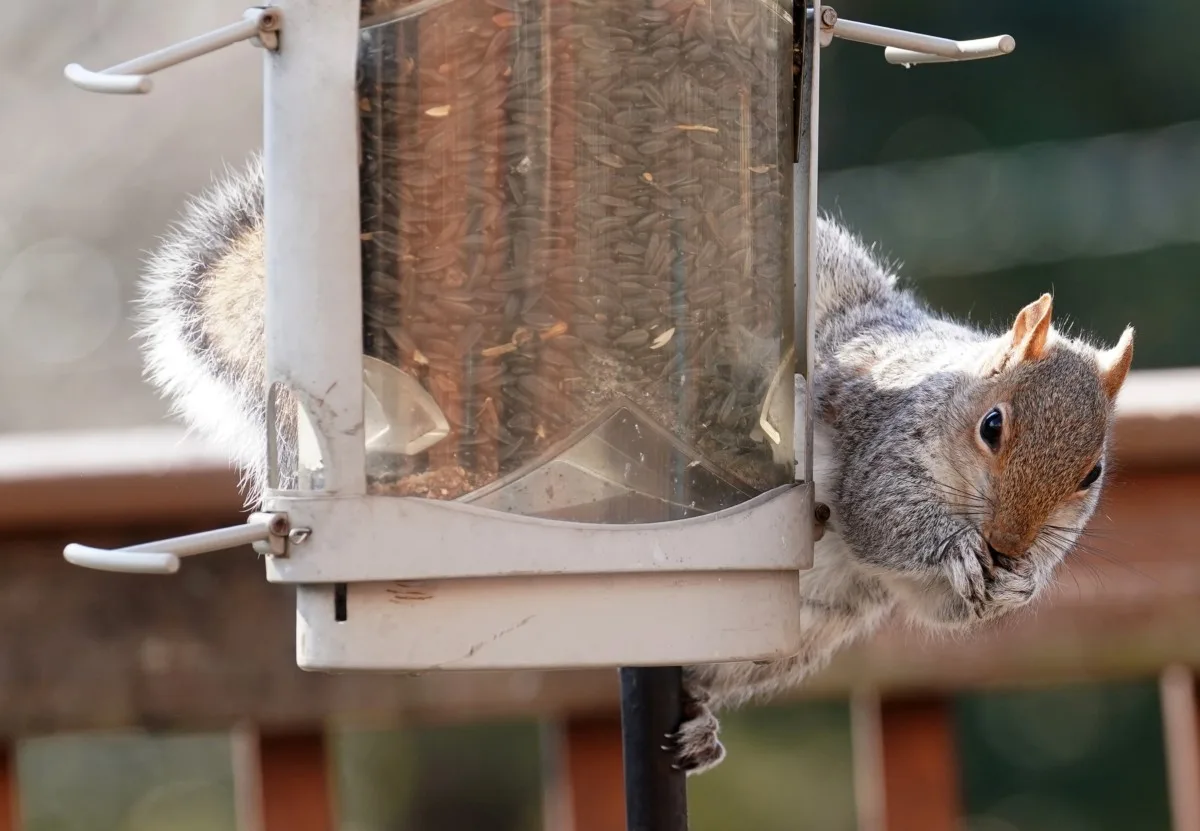 Squirrel eating black sunflower seed from a bird feeder.