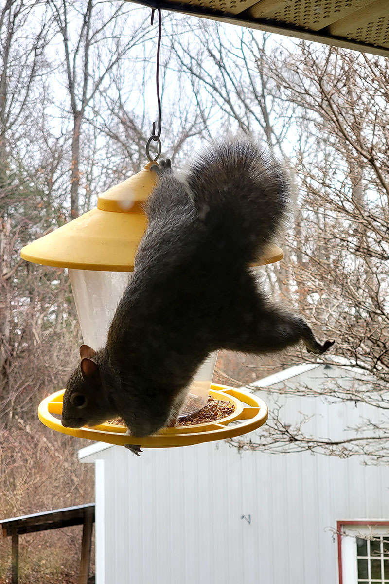 Large eastern gray squirrel hanging from bird feeder.