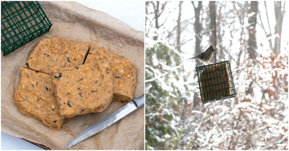 4 Ingredient DIY Suet Cakes Backyard Birds Will Love