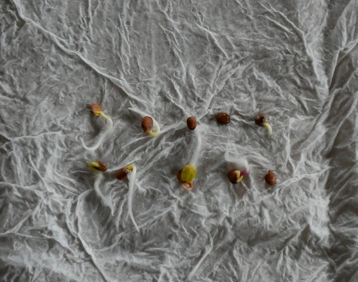 Ten radish seeds germinated on wet paper towel. 