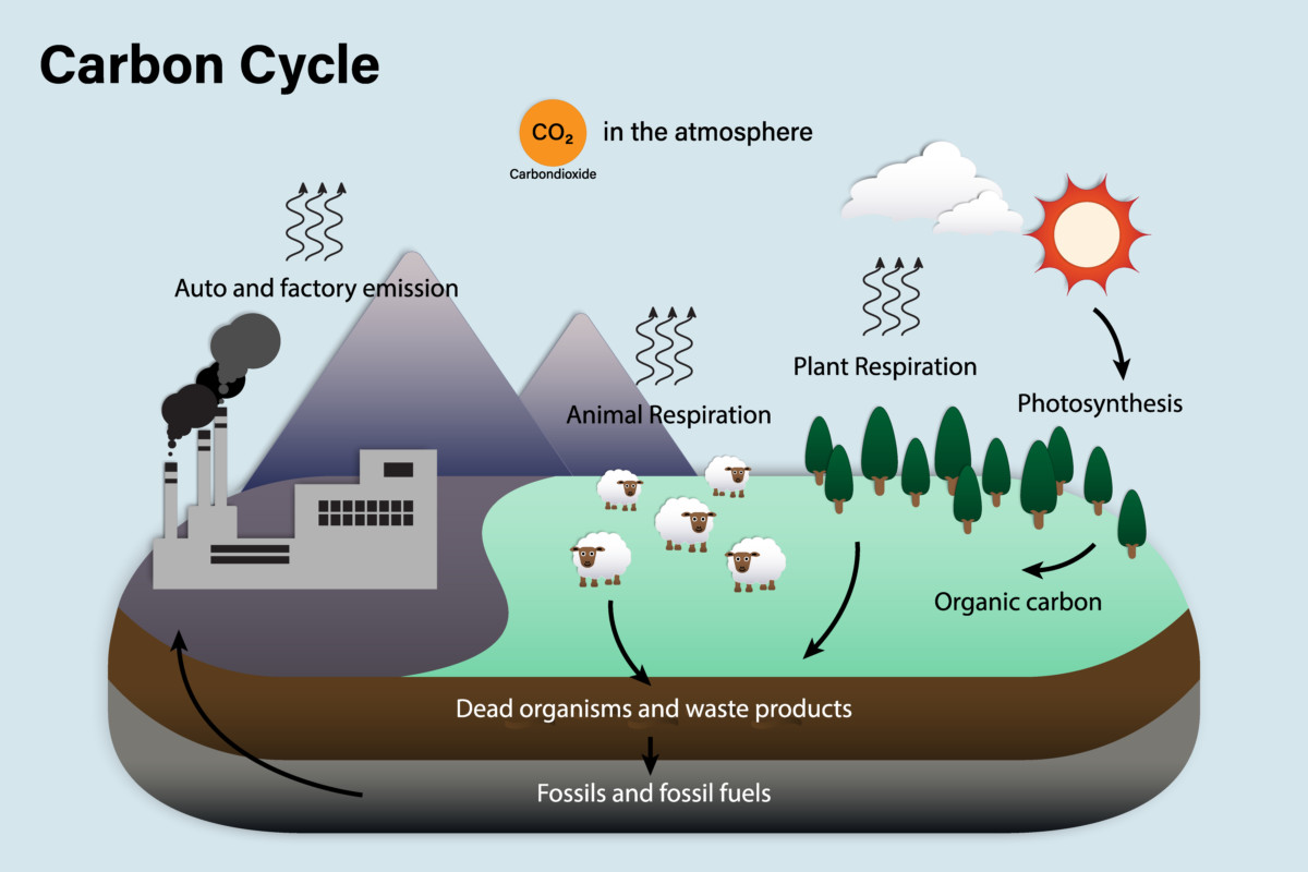 Graphic depicting the carbon cycle